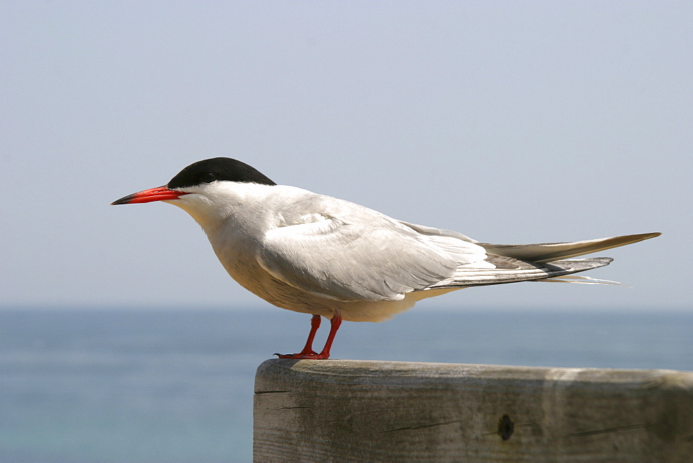 Common Tern(Sterna hirundo) , Jersey, British Isles