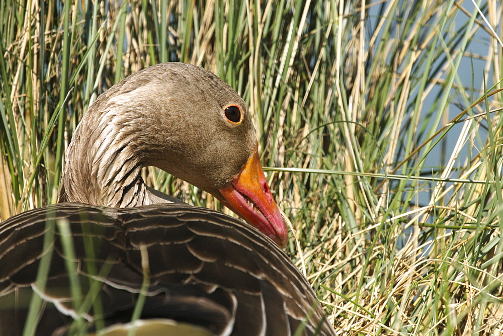 Greylag goose on nest. Jersey, British Isles