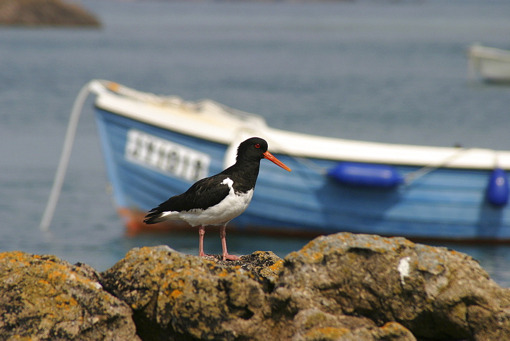 Oystercatcher Haematopus ostralaus, Les Ecrehous, Jersey, British Isles