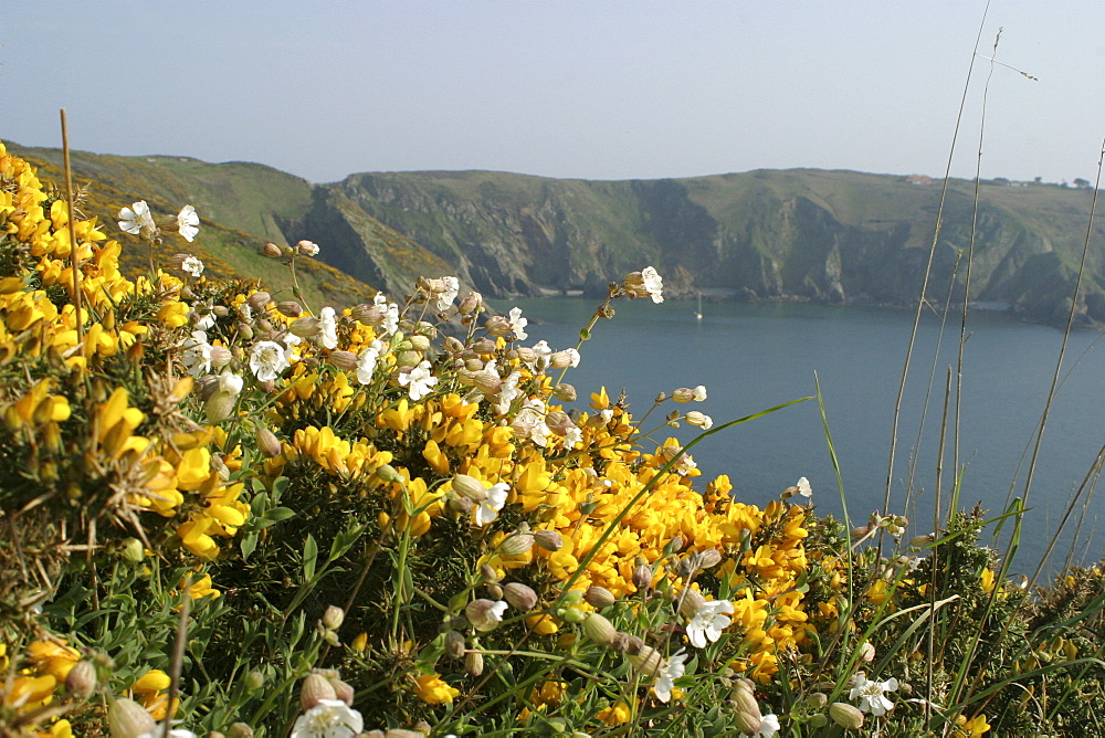 Gorse and sea campion in Sark, British Isles