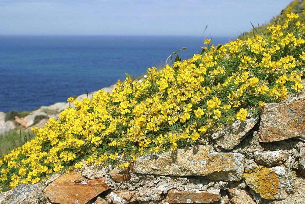 Horseshoe Vetch, Jersey, British Isles