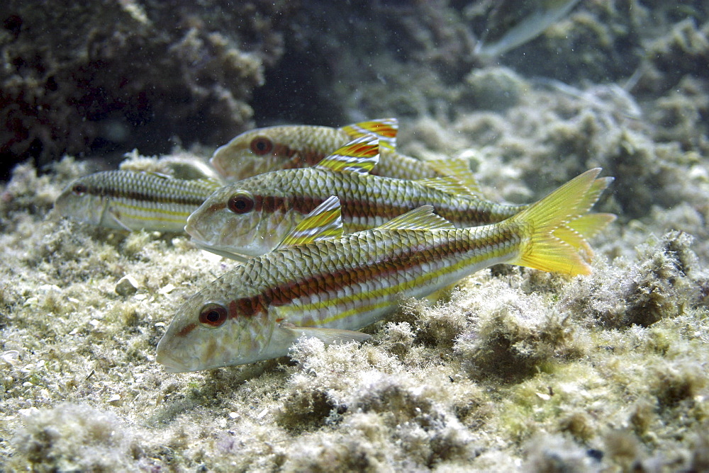 Four goatfish. Spanish Mediterranean.