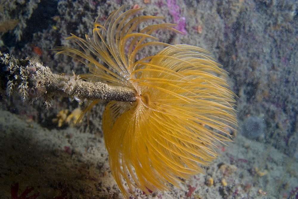 Tube worm Sabellid sp