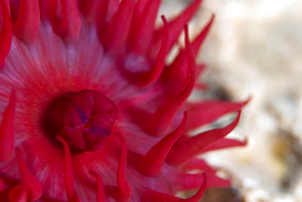 Beadlet Anemone  Actinia equina in Gouliot Caves