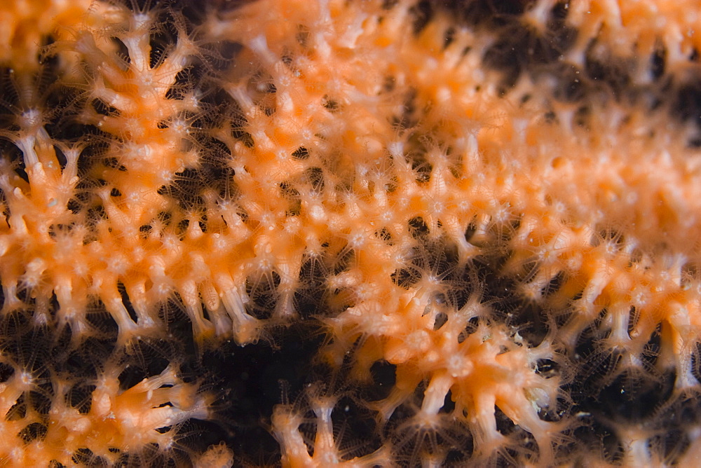 Pink Sea Fan  Eunicella verrucosa