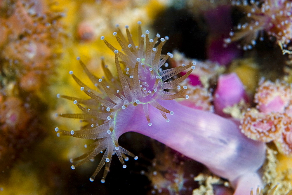 Jewel Anemone  Corynactis viridis       (rr)