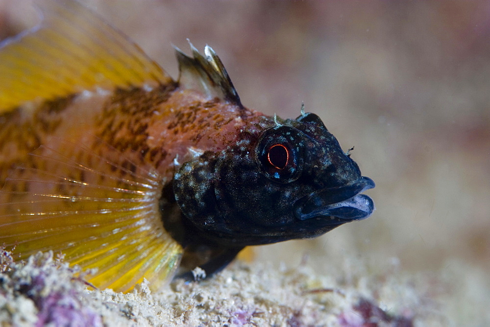 Black-Face Blenny Tripterygion delaisi (male)