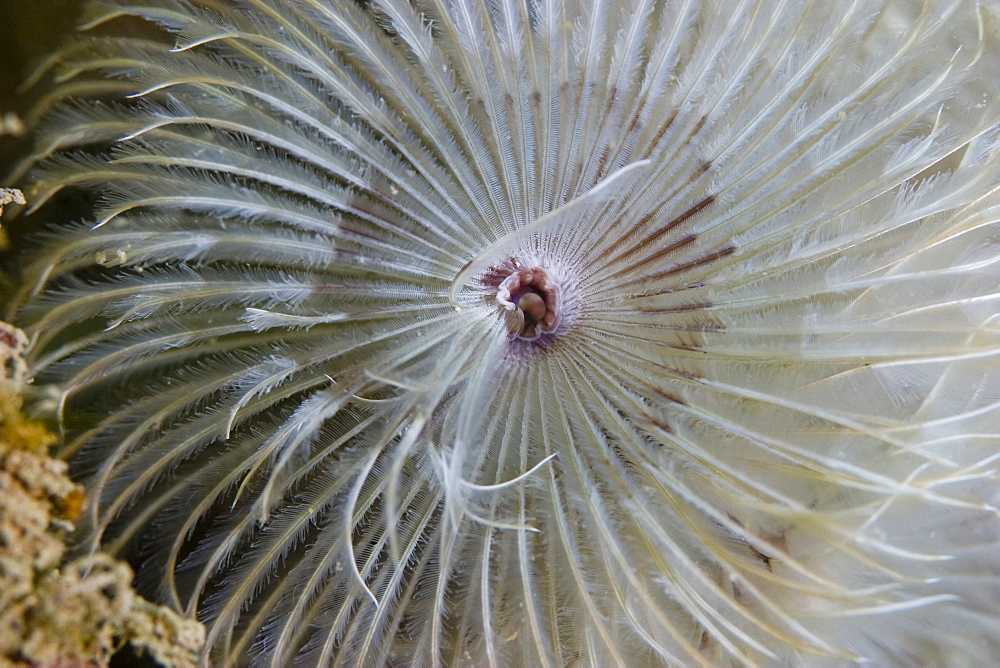 Double Spiral Worm Bispira volutacornis