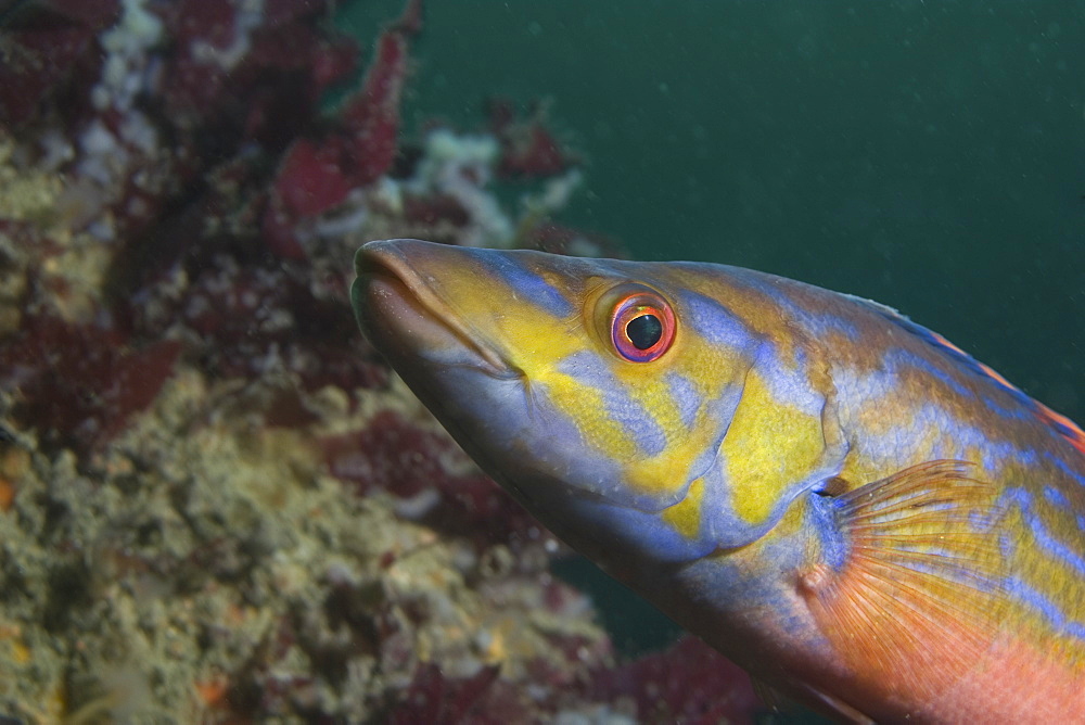 Cuckoo Wrasse male (Labrus mixtus), Sark, Channel Islands