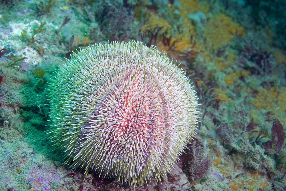 Common Sea Urchin  Echinus esculentus