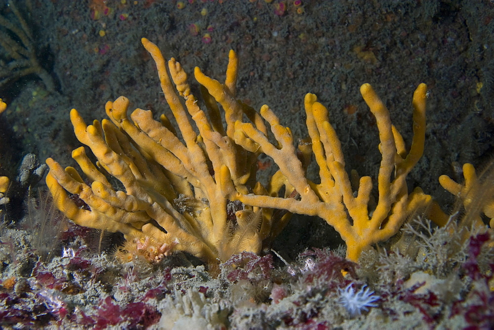 Yellow Staghorn Sponge Axinella dissimilis