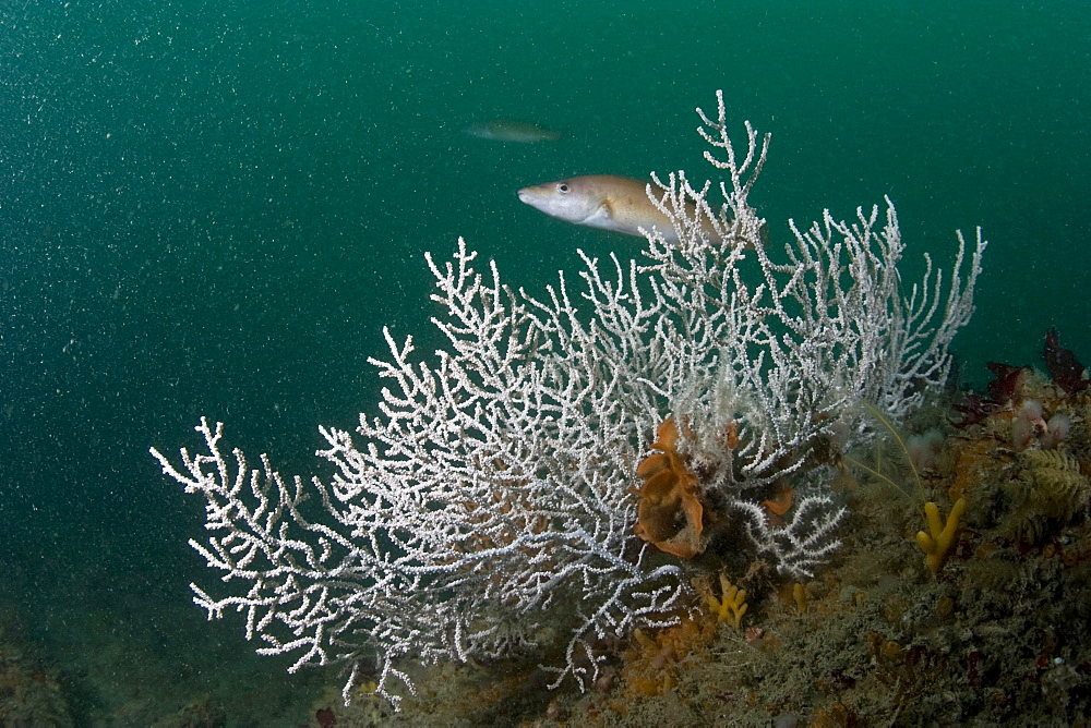 Pink Sea Fan Eunicella verrucosa (Southern white version)