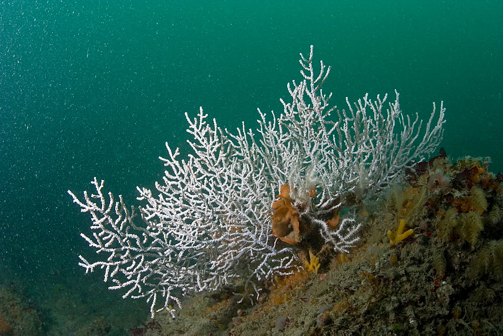 Pink Sea Fan Eunicella verrucosa (southern white version)