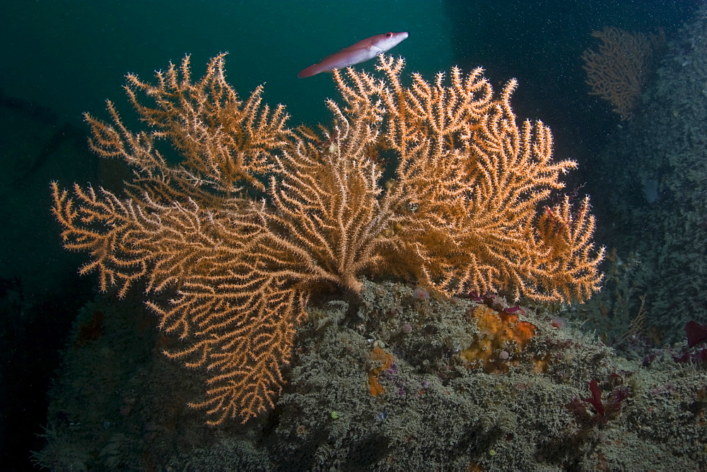 Pink Sea Fan  Eunicella verrucosa