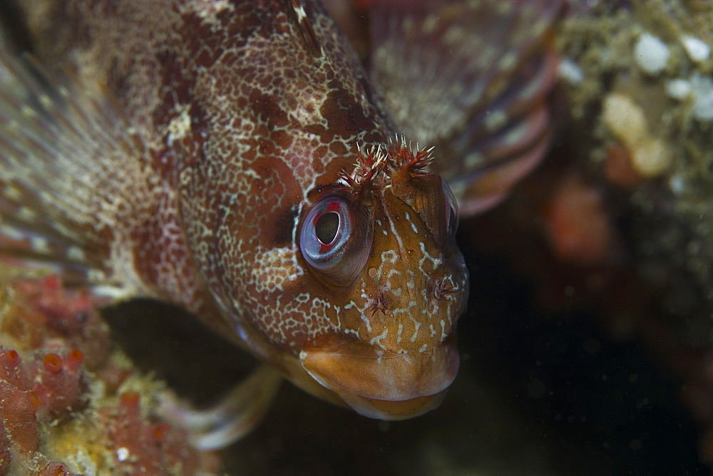 Tompot Blenny (Parablennius gattorugine), Jersey, Channel Islands