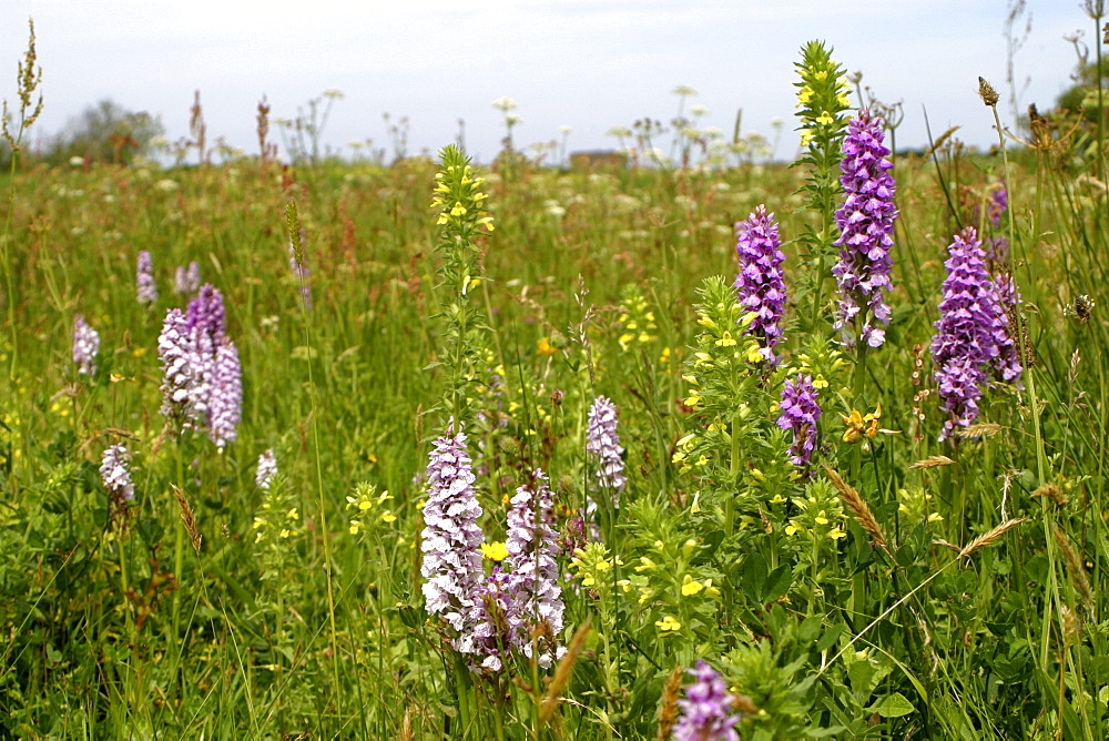 Marsh Orchids (Dactylorhiza sp). Jersey, British Channel Islands, UK