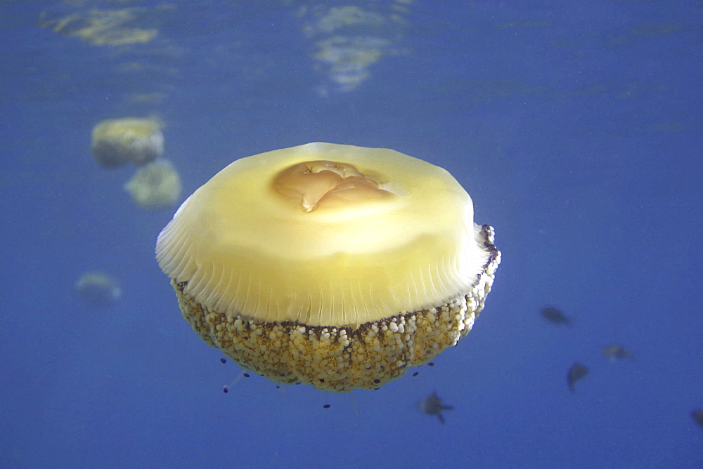 Fried egg jellyfish. Spanish Mediterranean.