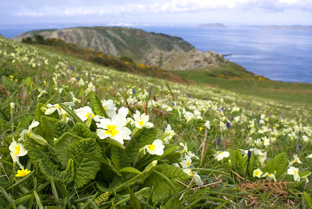 Primroses (Primula vulgaris). Gouliot Headland, Sark, British Channel Islands, UK