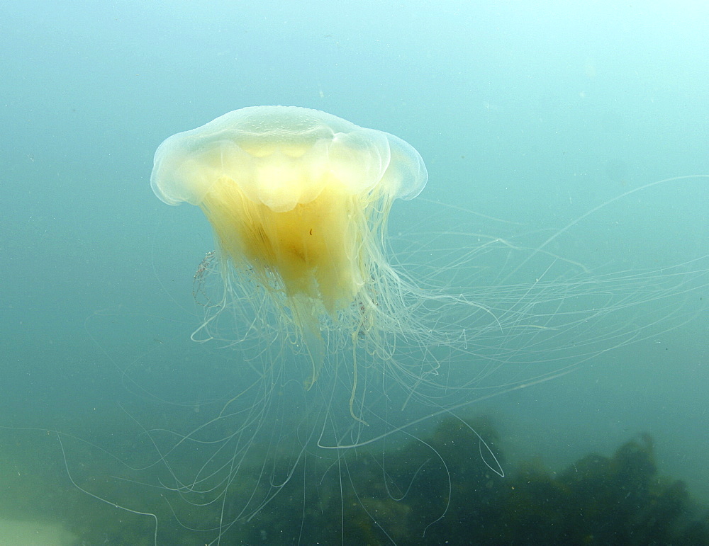 Jellyfish (Cyanea lamarckii). Jersey, British Isles