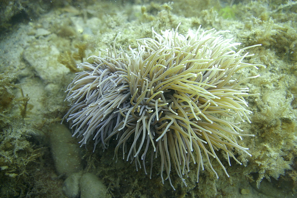 Snakelocks Anemone (grey), Anemonia viridis, Jersey, British Isles