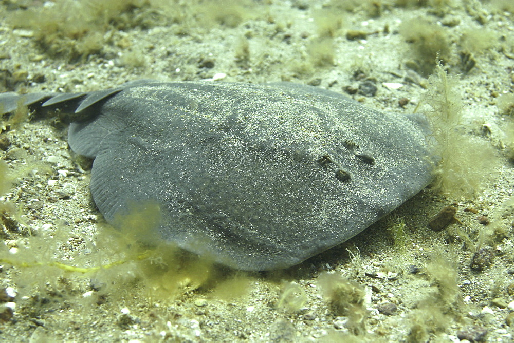 Electric Ray Torpedo nobiliana, Jersey, British Isles