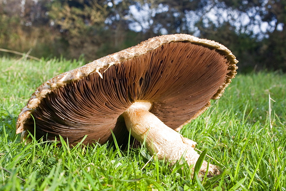 Horse Mushroom (Agaricus arvensis). Mermaid field, Sark, British Channel Islands