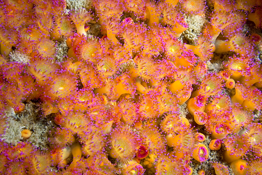 Jewel Anemones Corynactis virids