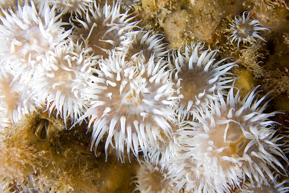 Elegant Anemones Sagartia elegans variety nivea