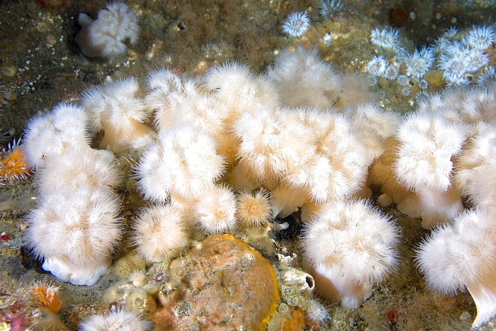 Plumose Anemone Metridium senile