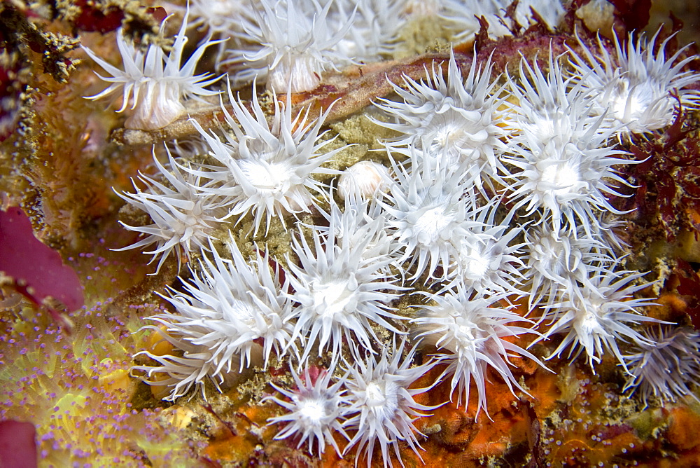 Sandaled Anemone Actinothoe sphyrodeta