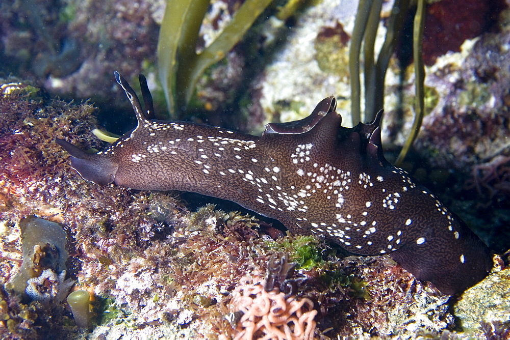 Sea Hare Aplysia punctata