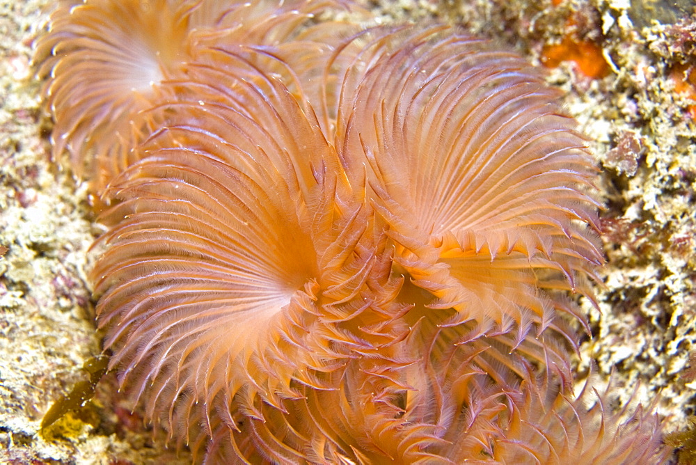 Double Sprial Worm Bispira volutacornis