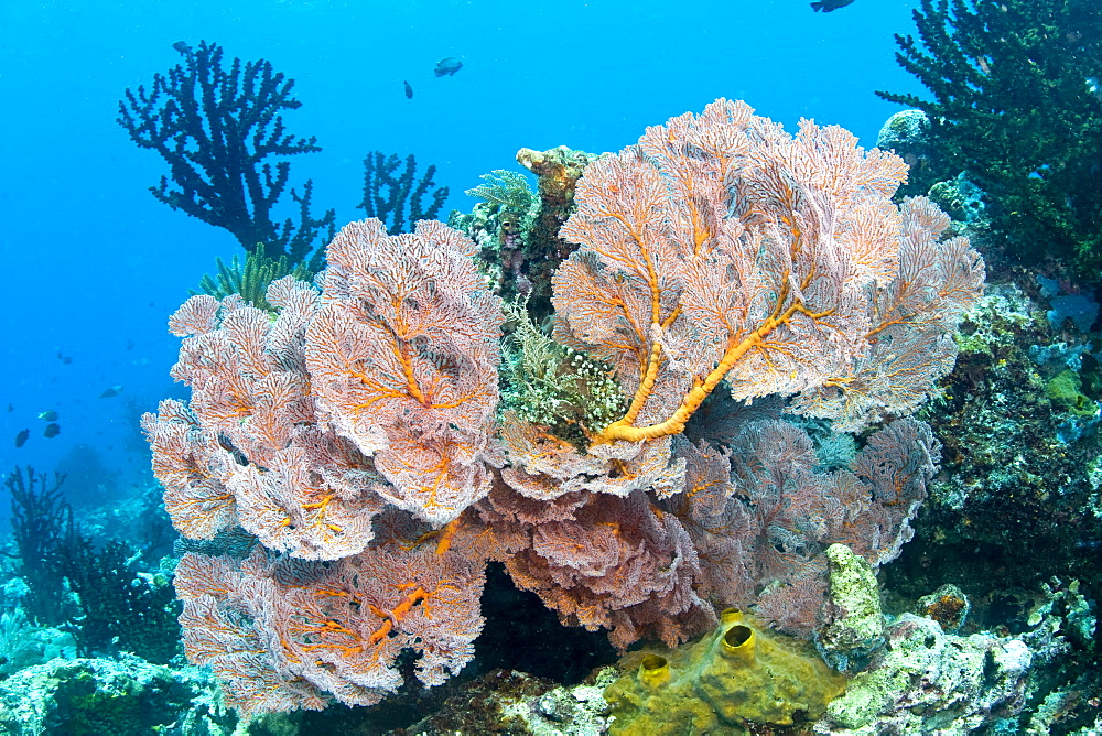 Sea Fan Melithaea sp