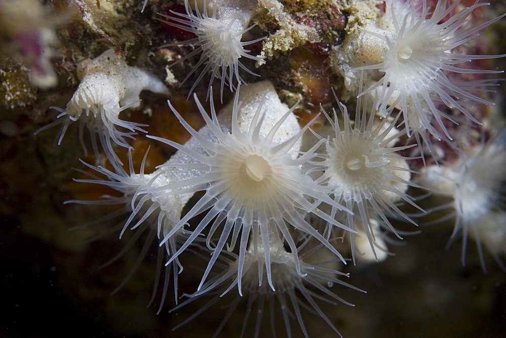 Cluster Anemone (white) (Parazoanthus axinellae), Sark, Channel Islands