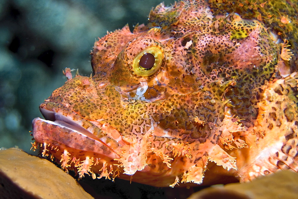 Scorpionfish Scorpaenopsis oxycephalus