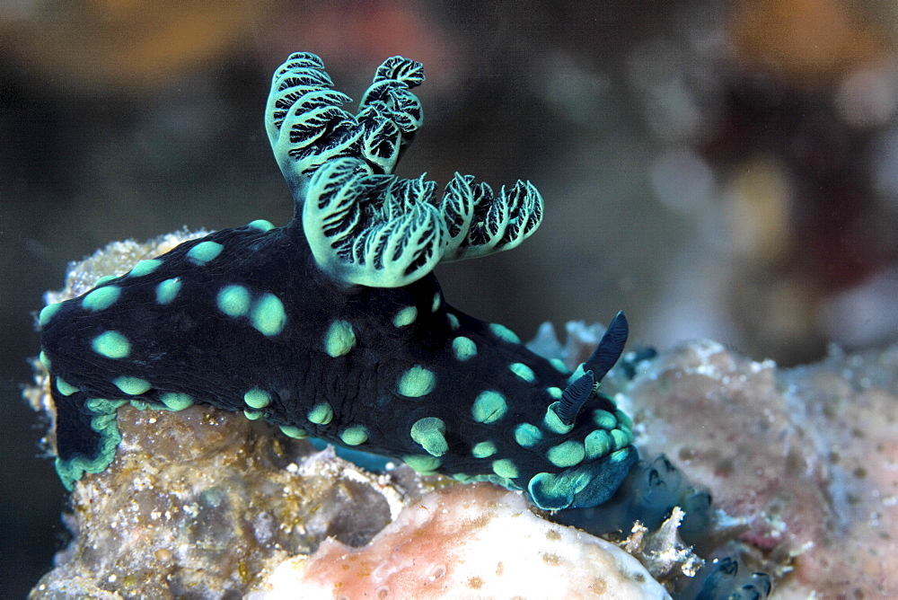 Nudibranch Nembrotha cristata