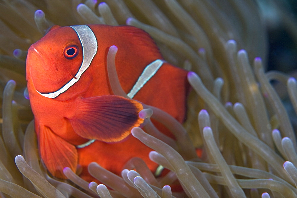 Spine-cheeked Anemonefish Premnas biaculeatus