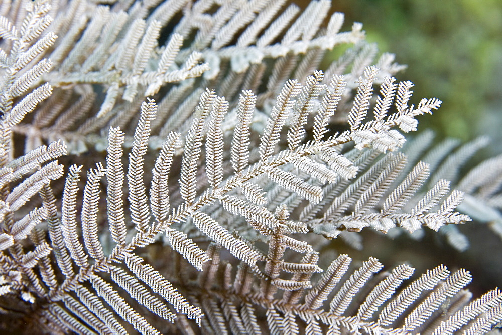 Hydroid, stinging, Agloaphenia cupressina