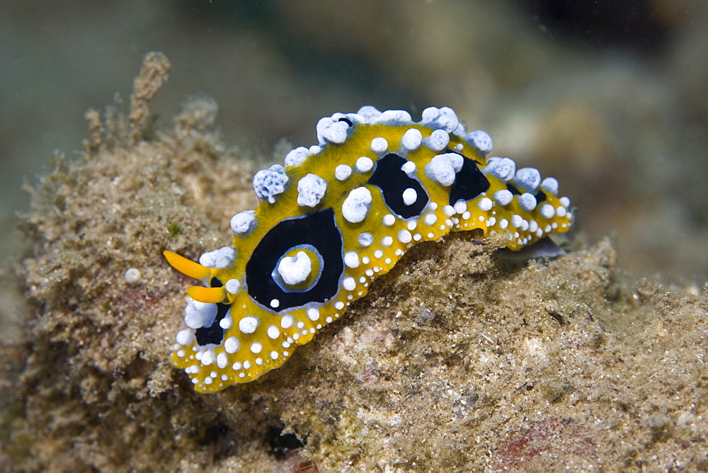 Nudibranch Phyllidia ocellata