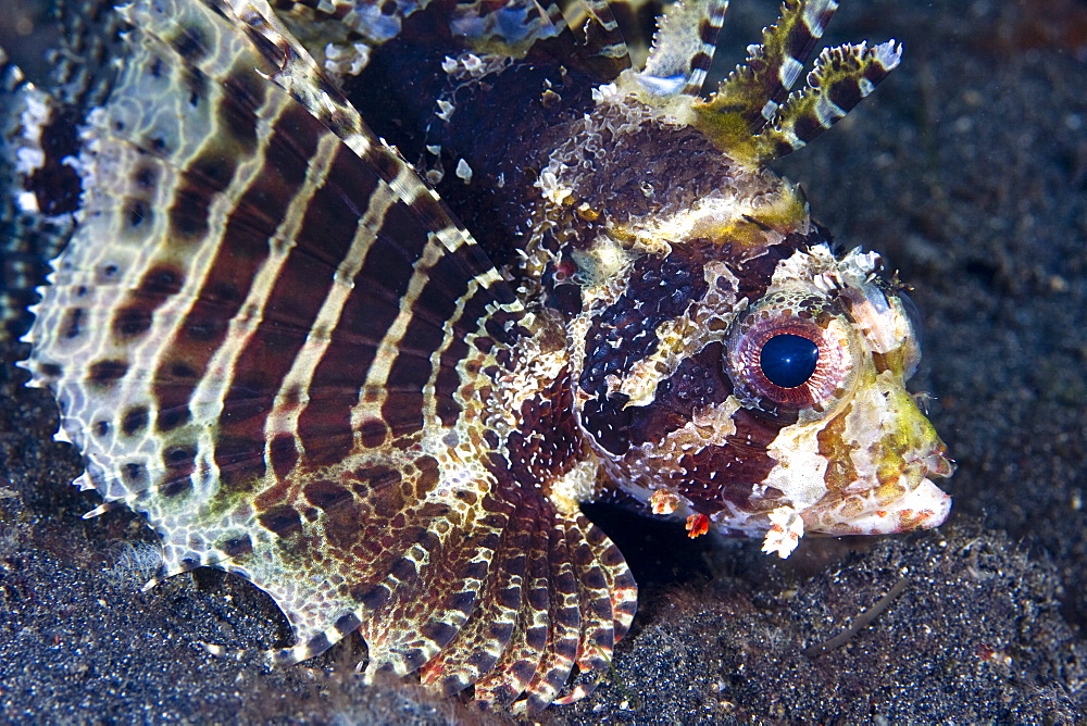 Dwarf Lionfish Dendrochirus brachypterus