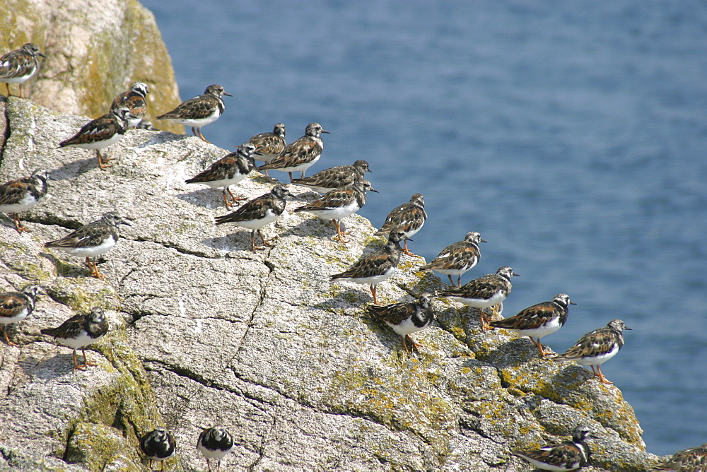 Turnstones on Les Ecrehous. Jersey, British Isles