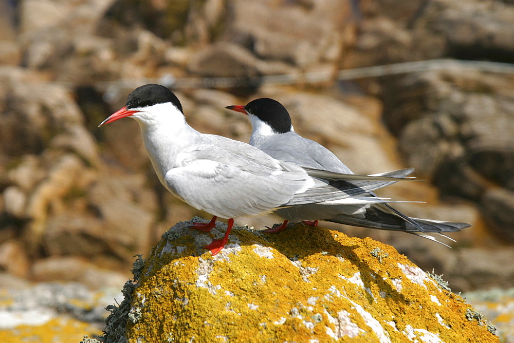 Common Terns (Sterna hirundo) Jersey, British Isles