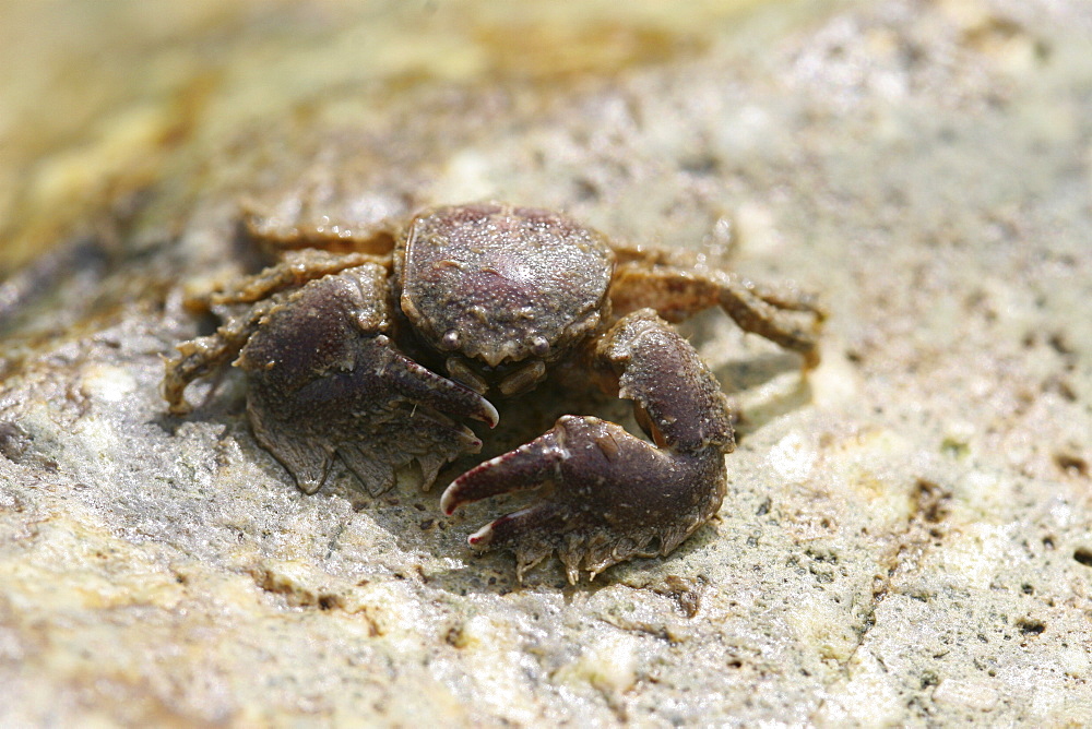 Porcelain Crab. Porcellana platychles,  Jersey, British Isles