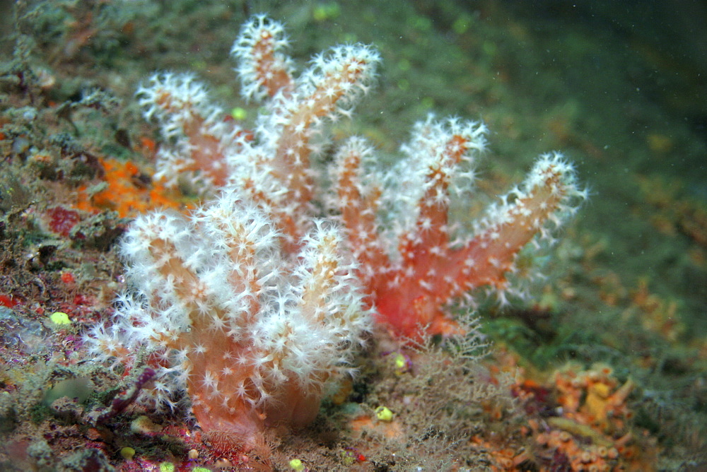 Red Fingers Soft Coral, Alcyonium glomeratum, Sark British Isels