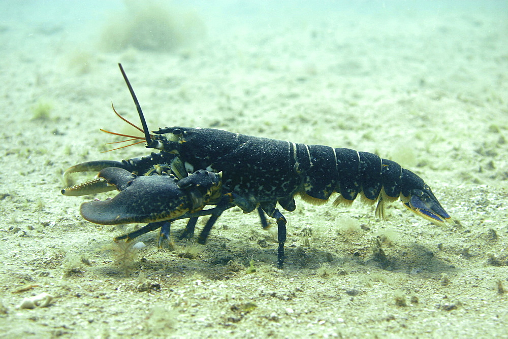 Lobster walking Homarus gammarus, Jersey, British Isles