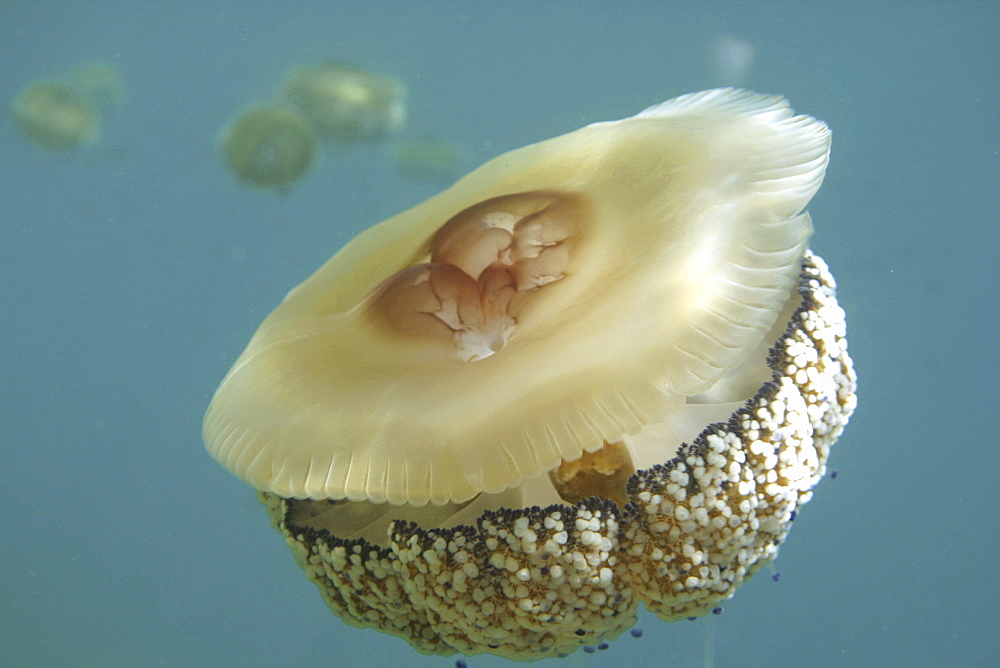 Fried egg jellyfish. Spanish Mediterranean.