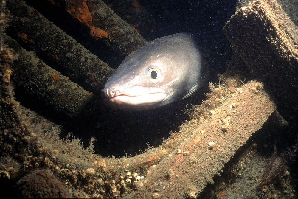 Fish Conger (Conger conger) in shipwreck. Jersey, British Isles