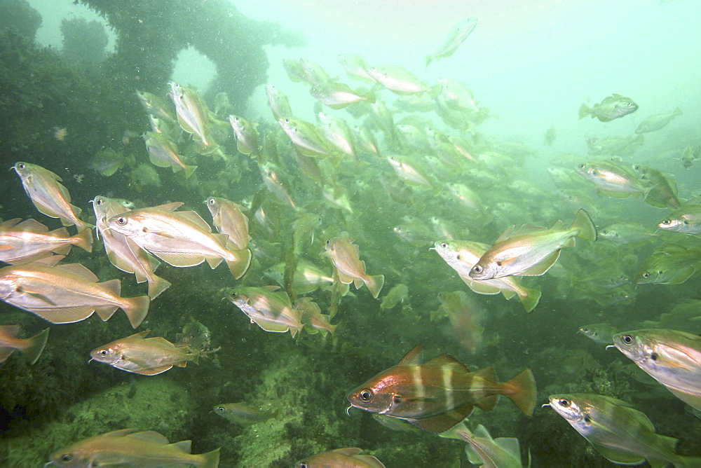 Pouitng Trisopterus luscus on shipwreck, Jersey,  British Isles