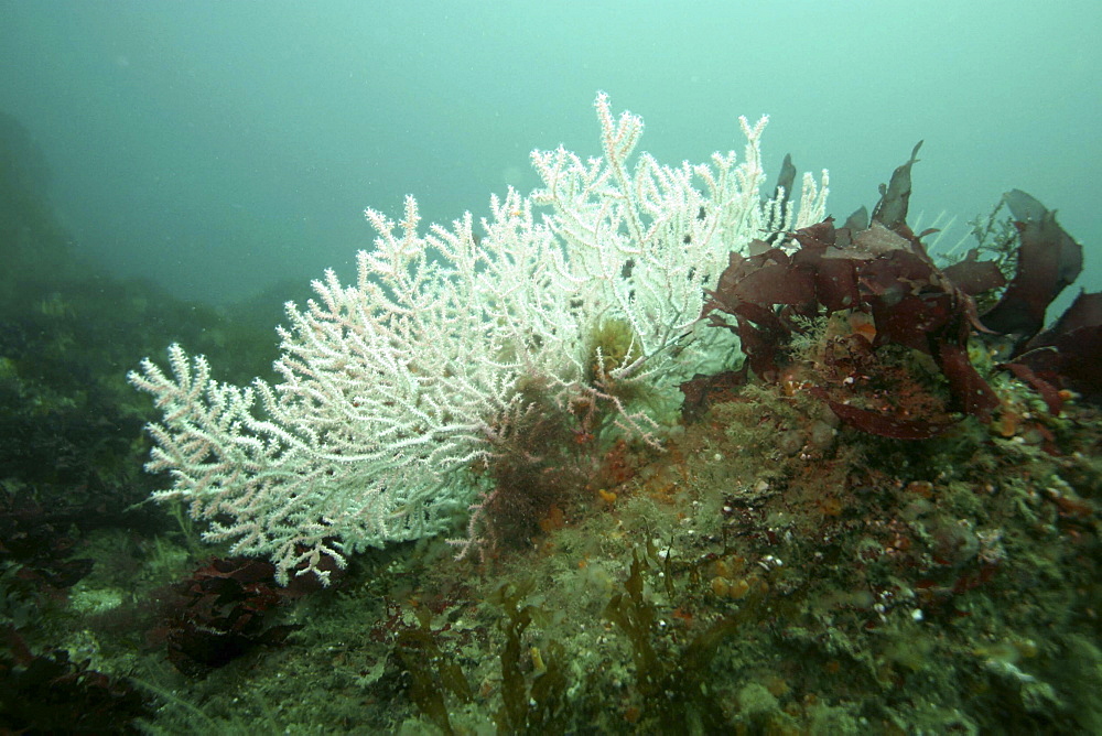 White fan coral. Eunicella verrucosa, Sark, british Isles