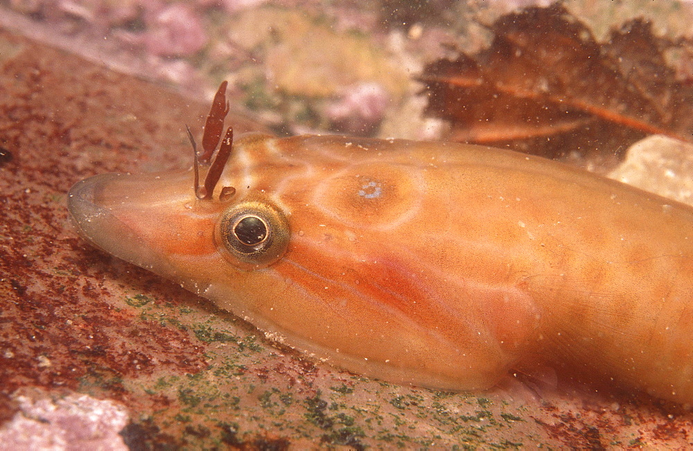 Clingfish (Lepadogaster lepadogaster), Jersey, British Isles